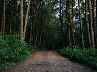 A forest road in Arkansas.